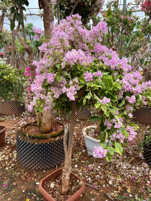 三角梅金边丽娜的仙和喜欢开花是我所欣赏的