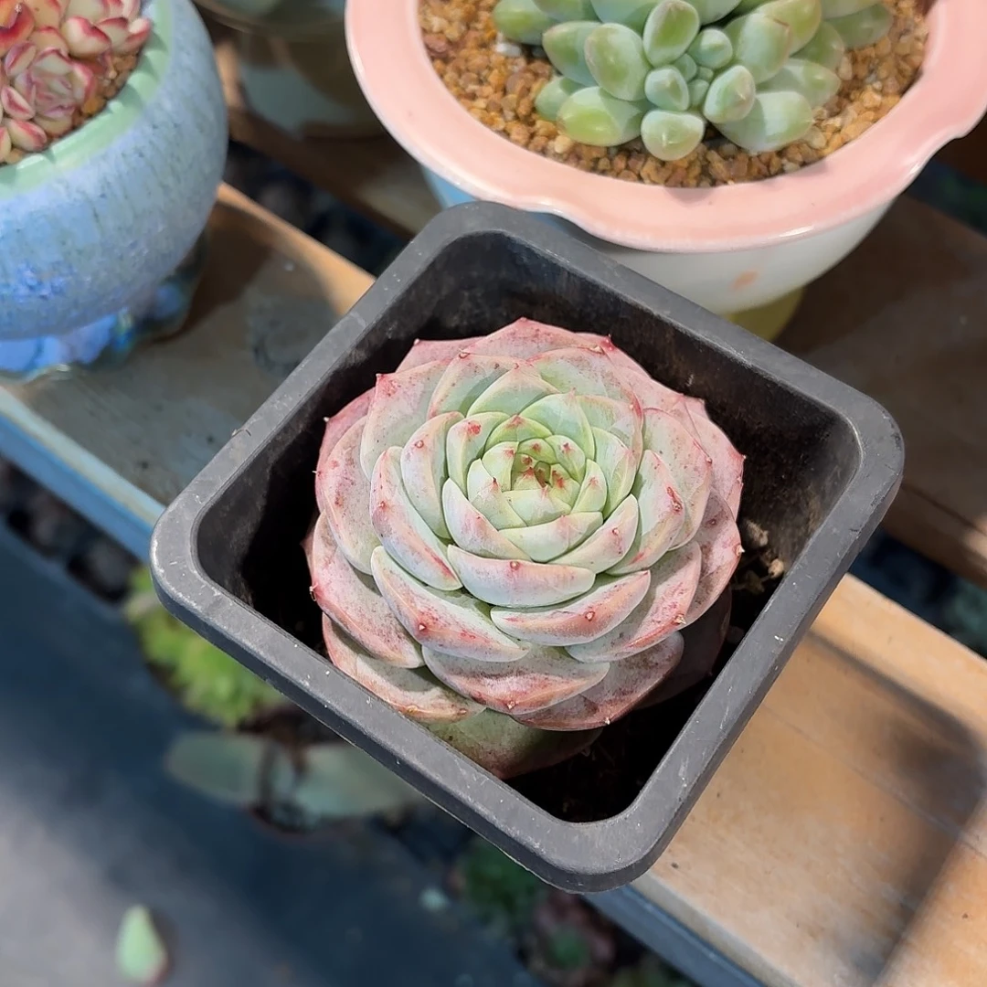 天鹅绒多肉9㎝盆单头