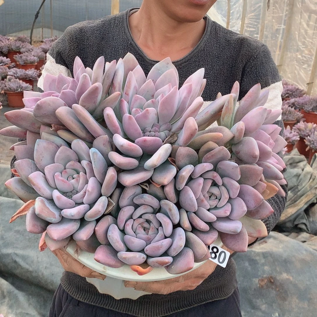 80 奥普 一物一拍多肉