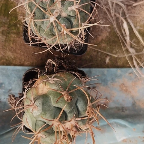 3111两个绯冠龙仙人球在一起