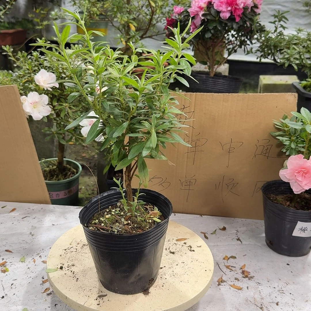 全部花苞岸牡丹杜鹃花