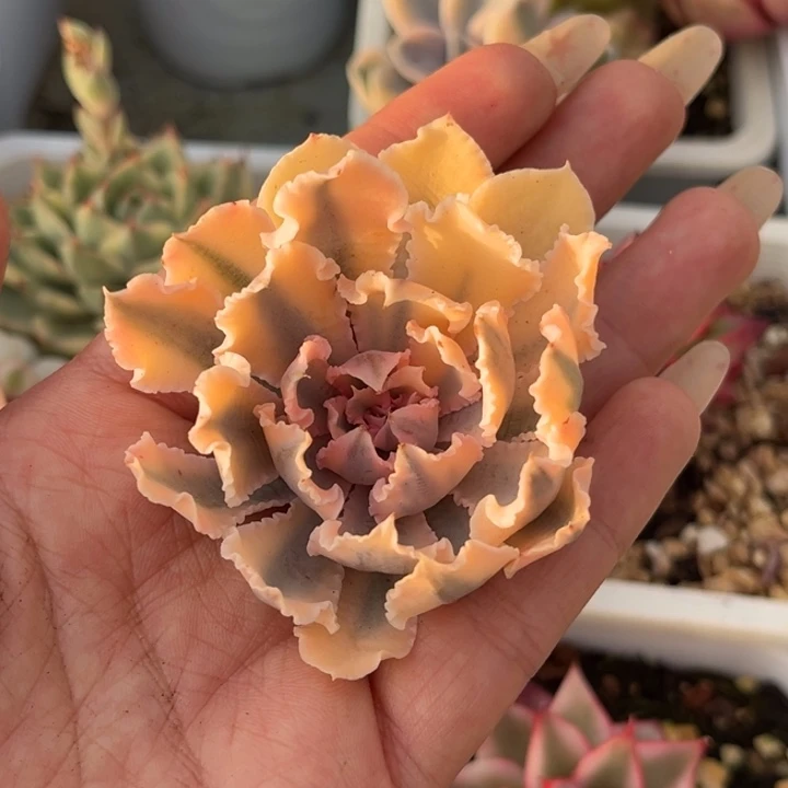 晚霞之舞锦头盖一颗价格