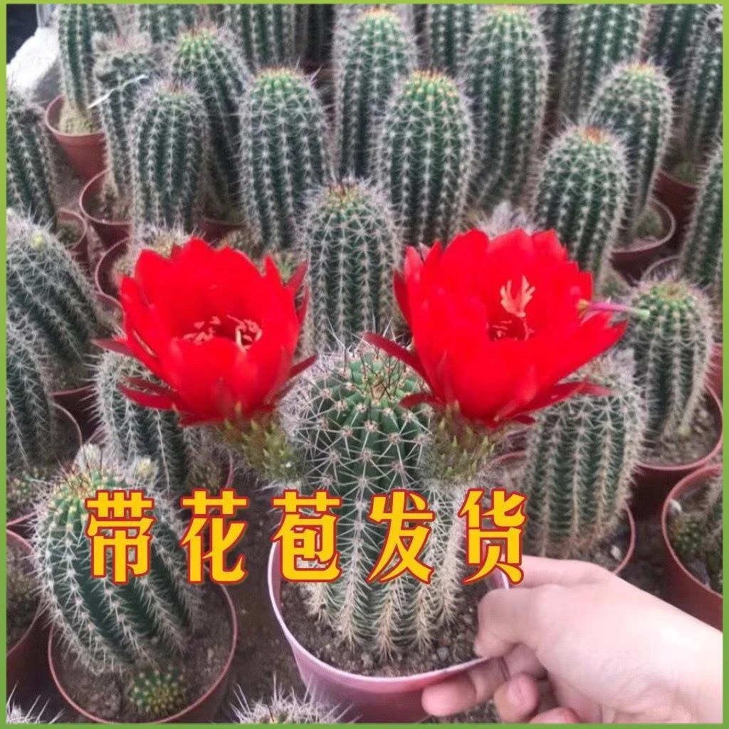 【红星毛花柱】大花品种飞碟仙人球室内绿植好养活多肉植物防辐射