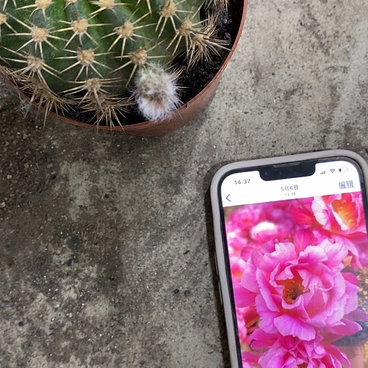 丘比特6公分左右46899