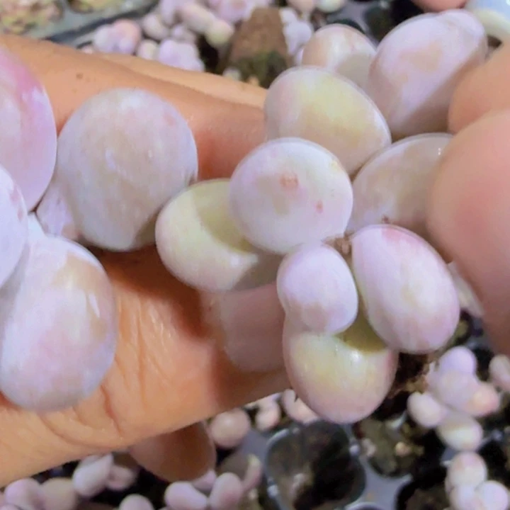 蛋黄奶穴盘五颗一组