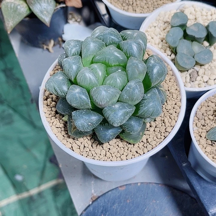 母本大冰灯新手好养