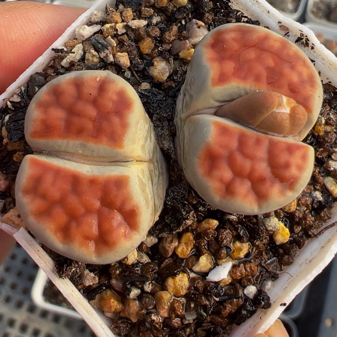 全窗红朱唇多肉植物