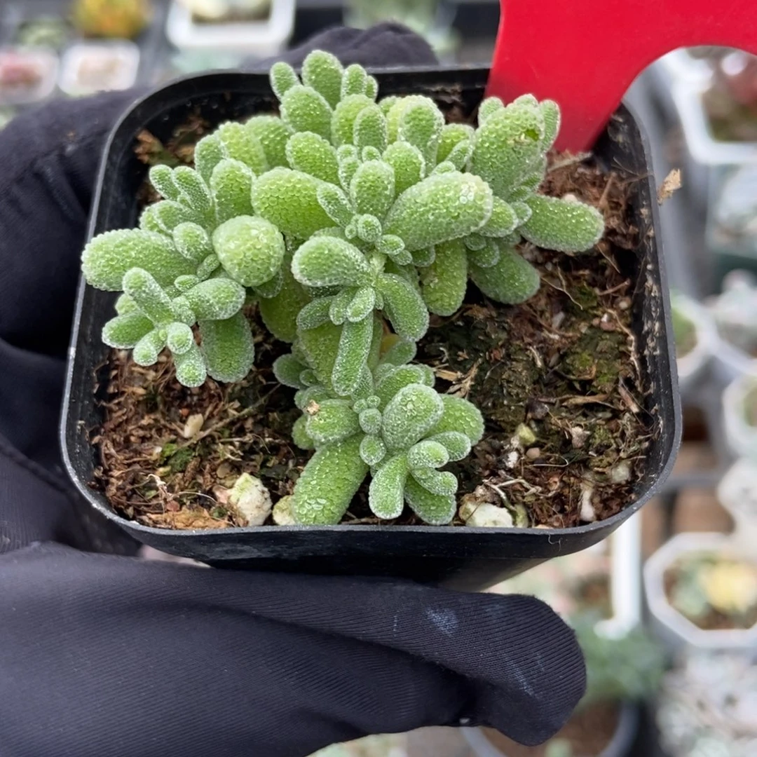 815冰晶多肉植物多肉
