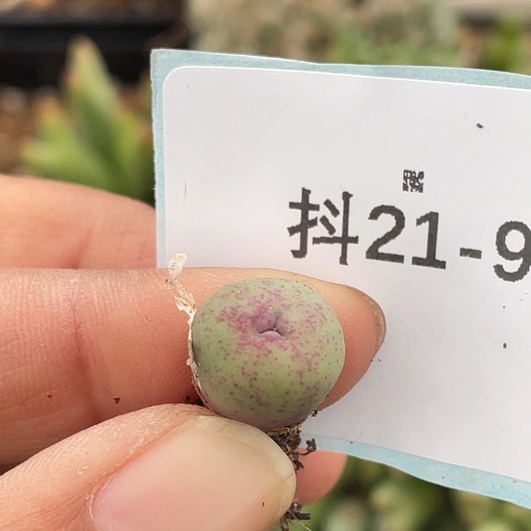 21-9嘴多肉植物肉锥