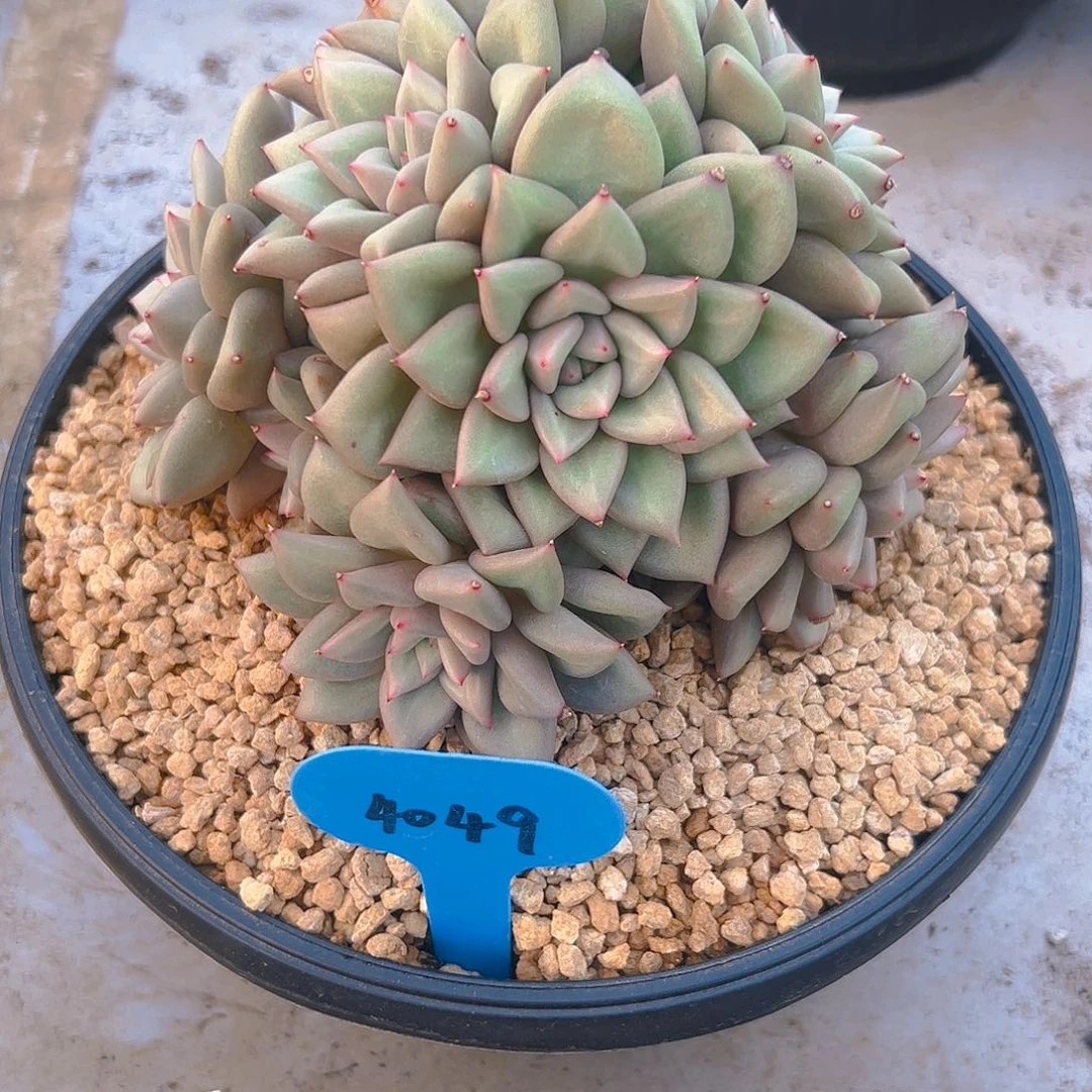 不****?象牙群4049号一物一拍