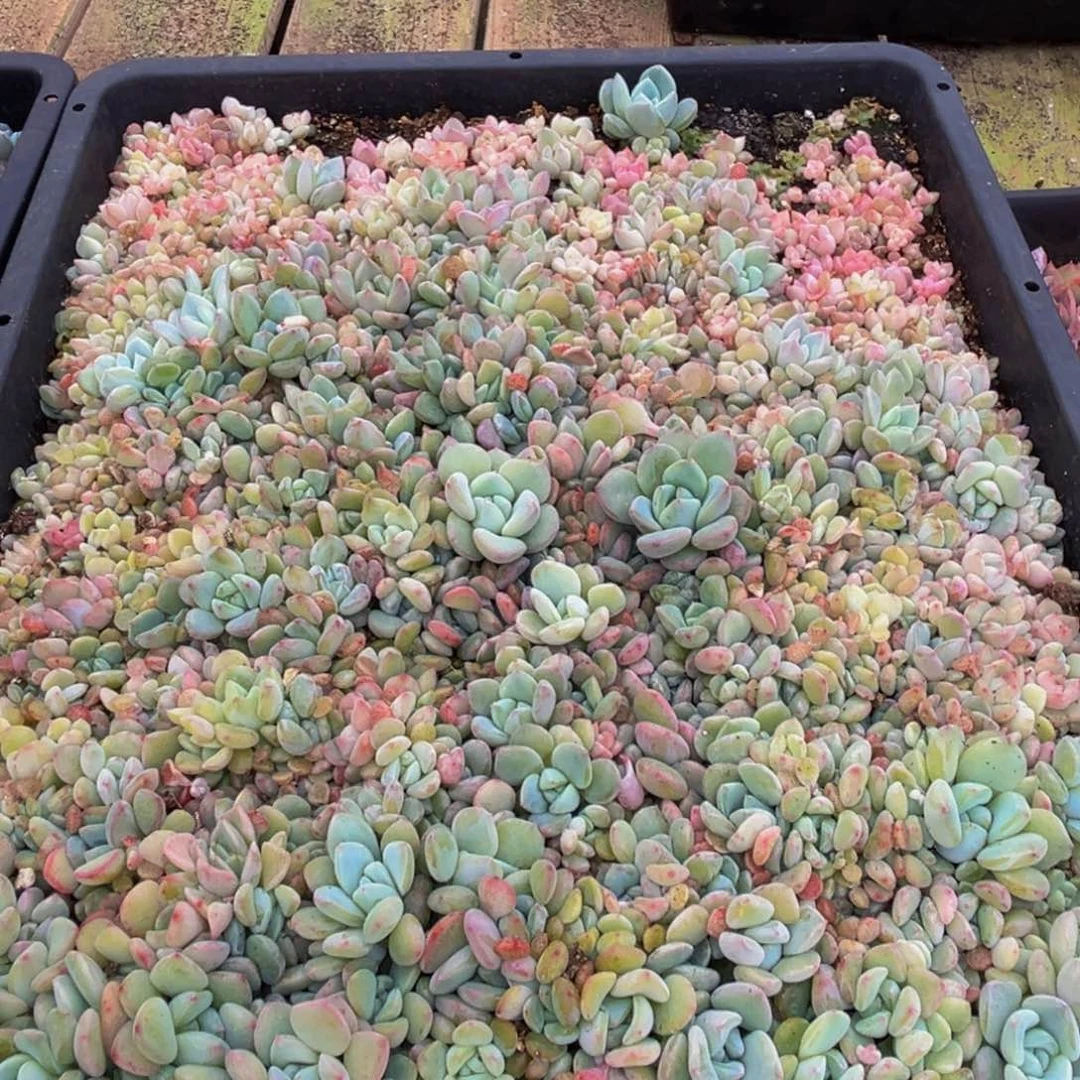 琉***梦350，谢谢超纯纯粹粹vvv
