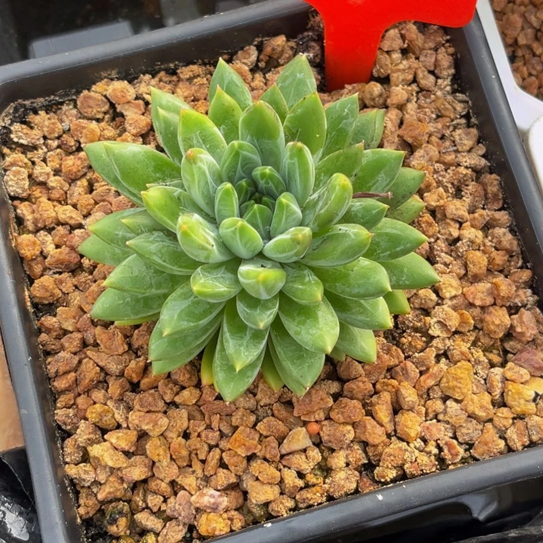Z***L0098号早上多肉植物群生多肉