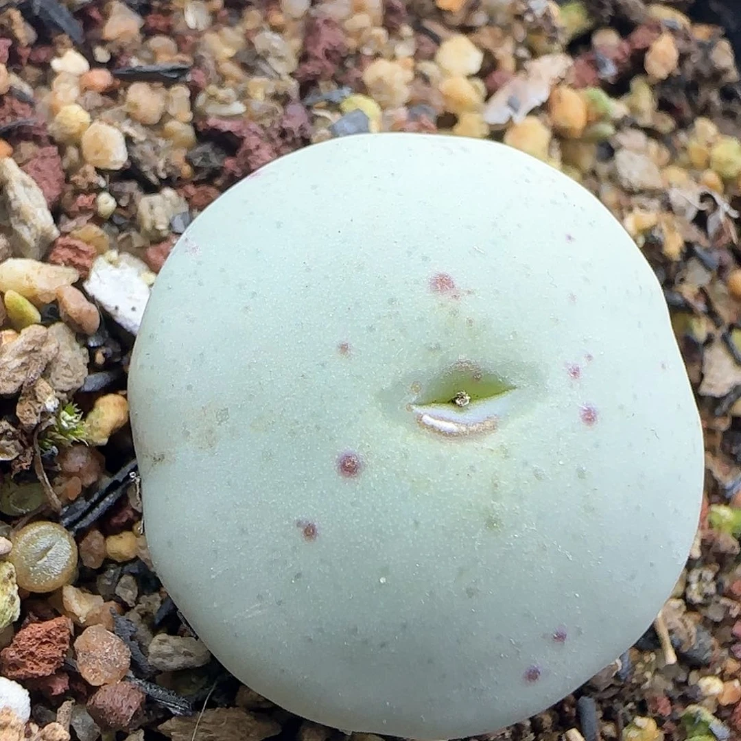 脱土满28包邮24921