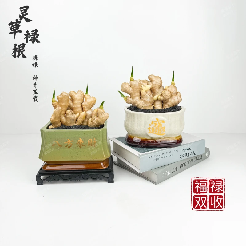 禄根带芽好养灵草不当生姜种苗种植植物办公室桌面小绿植禄根盆栽