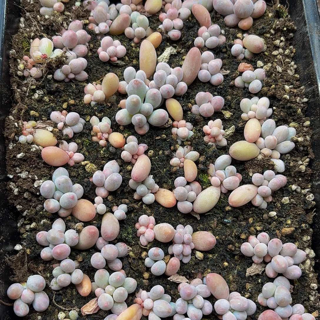 多肉植物多肉植物896