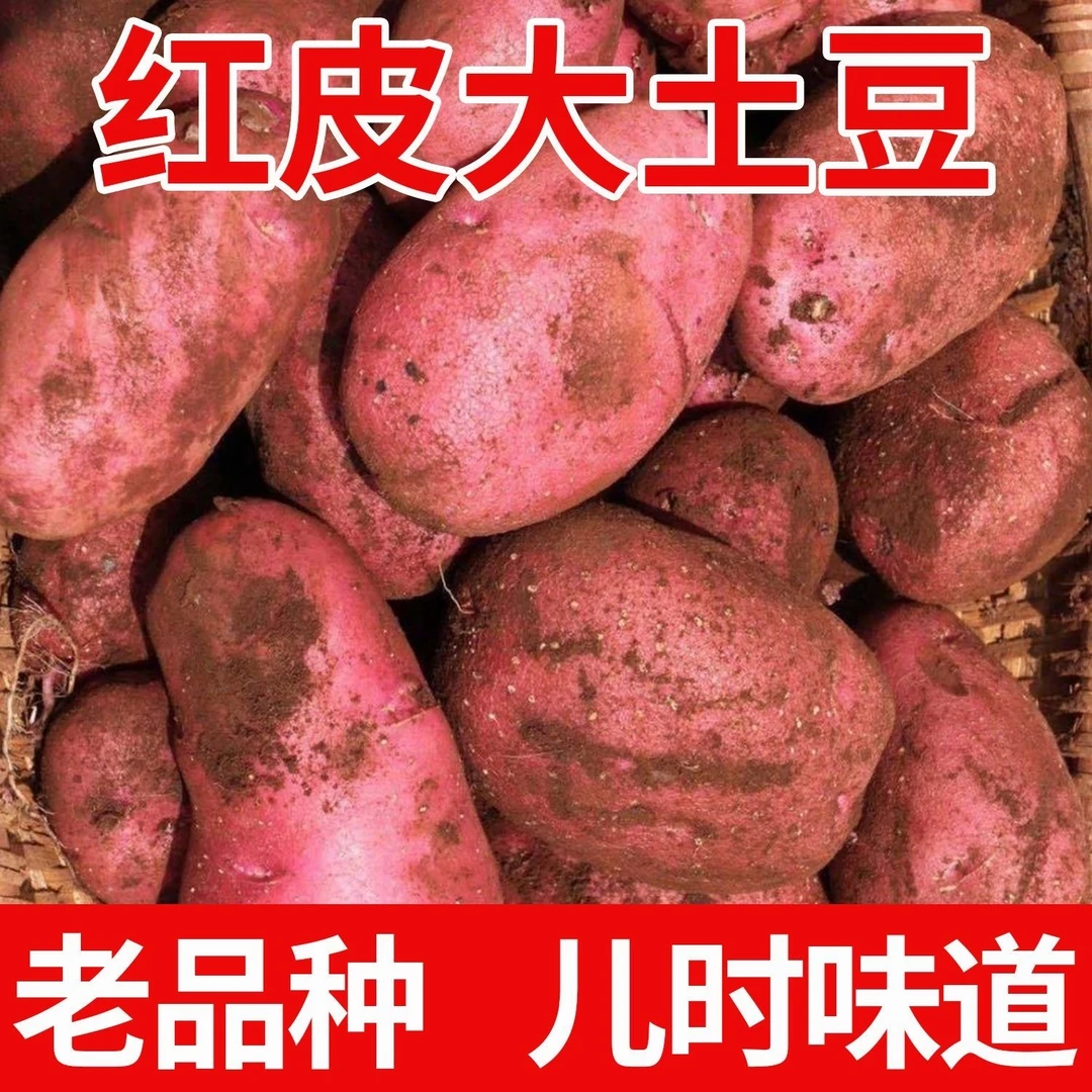 【精选】2025云南红皮黄心土豆新鲜现挖农家高原山地马铃薯整箱批发
