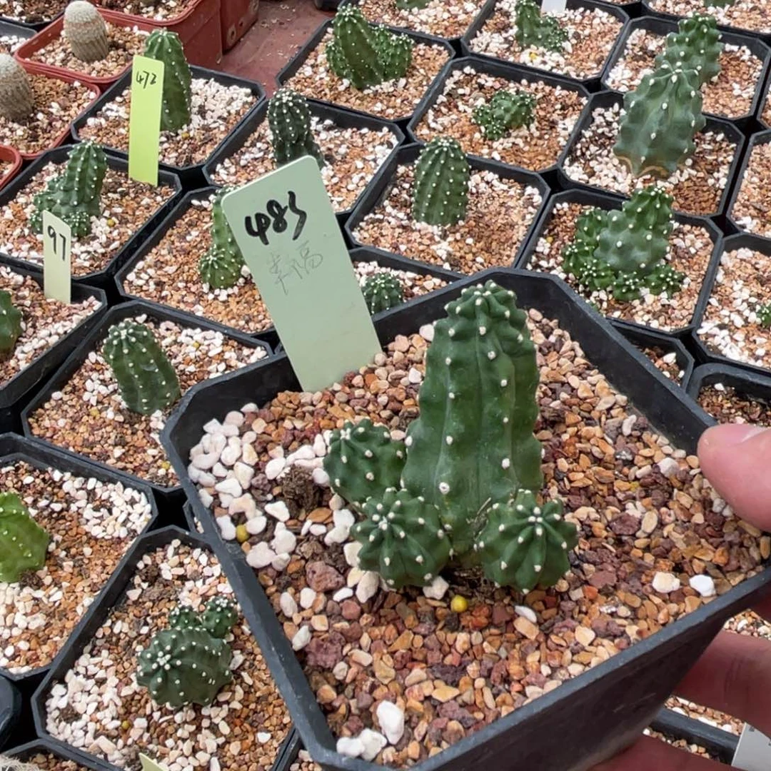 刘***艳鹿角柱实生仙人球鬼见城483