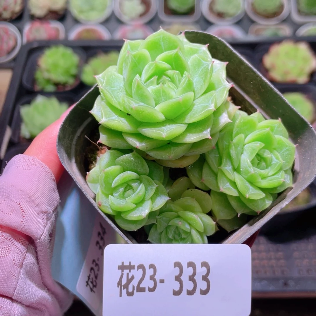 花利美23-333麦秆
