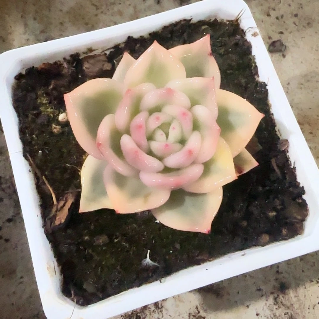 伊丽莎白锦多肉植物