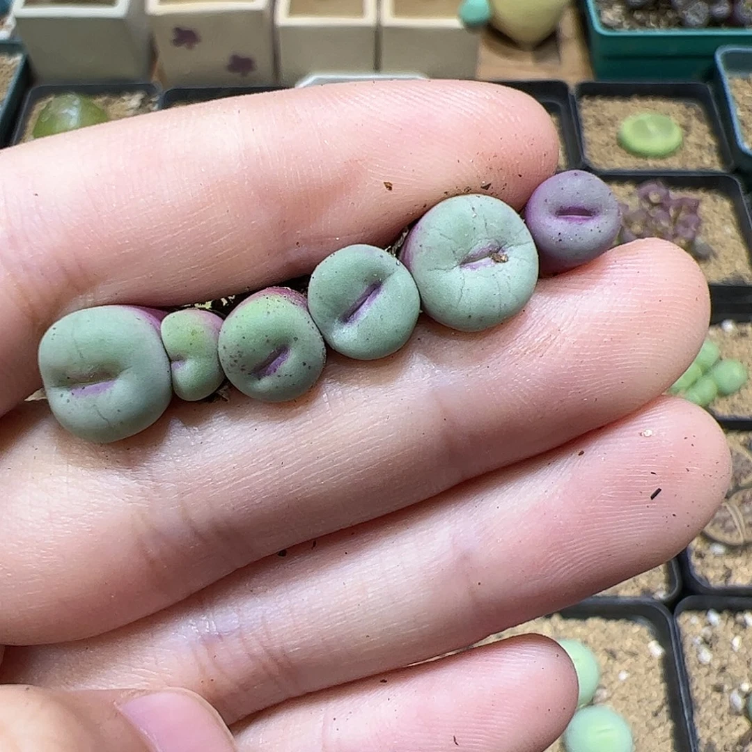 【闪购商品】65 小红嘴