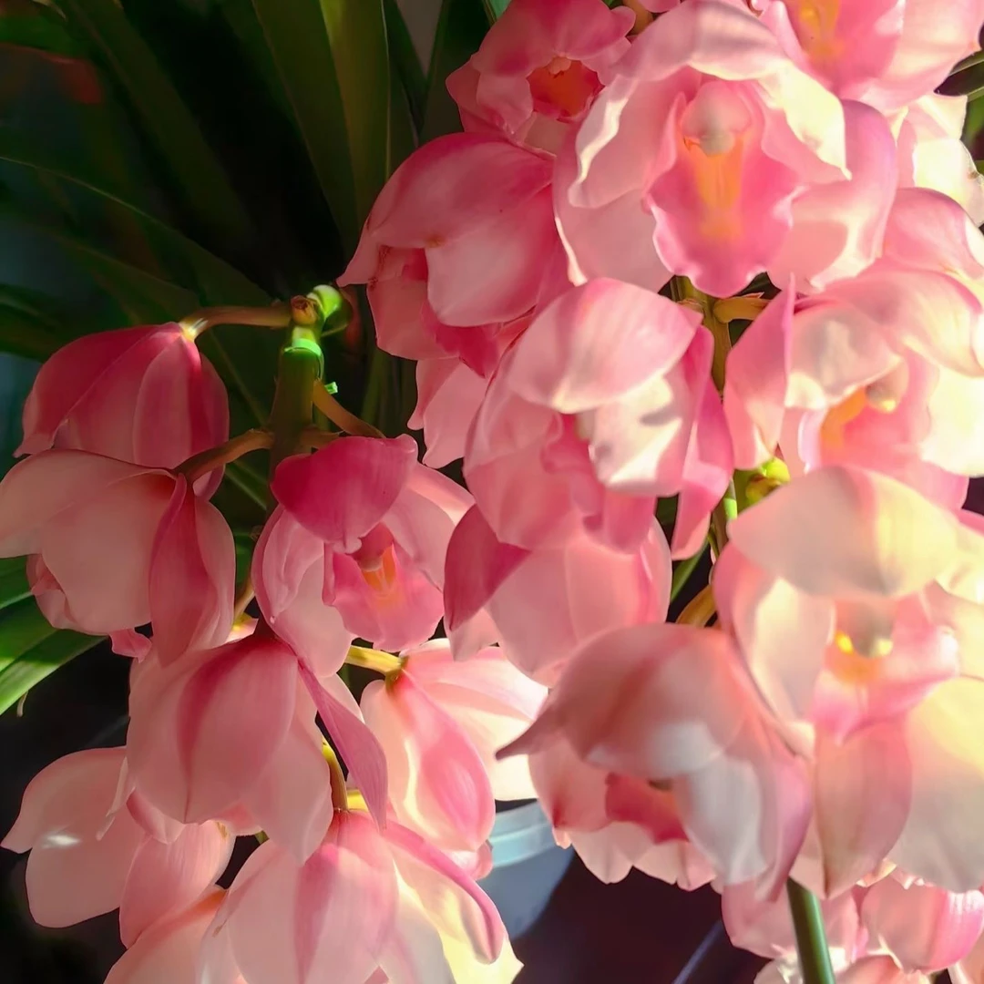 六朝金粉大花蕙兰带花苞年宵花室内好养易活云南基地直发