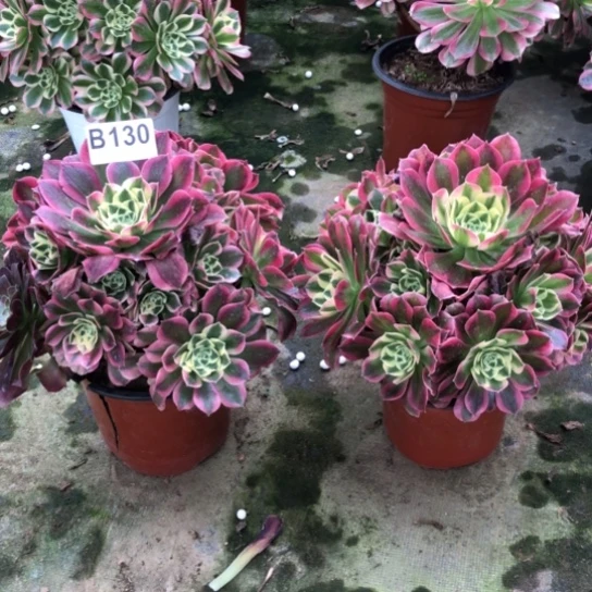 法师多肉植物若*b 130