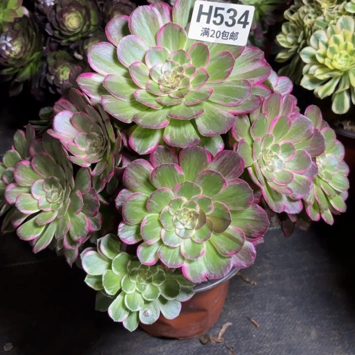 瑞妈一物一拍534