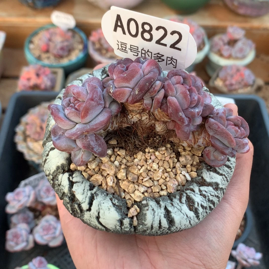 U***pA0822 突尼斯老桩 自然群。9cm