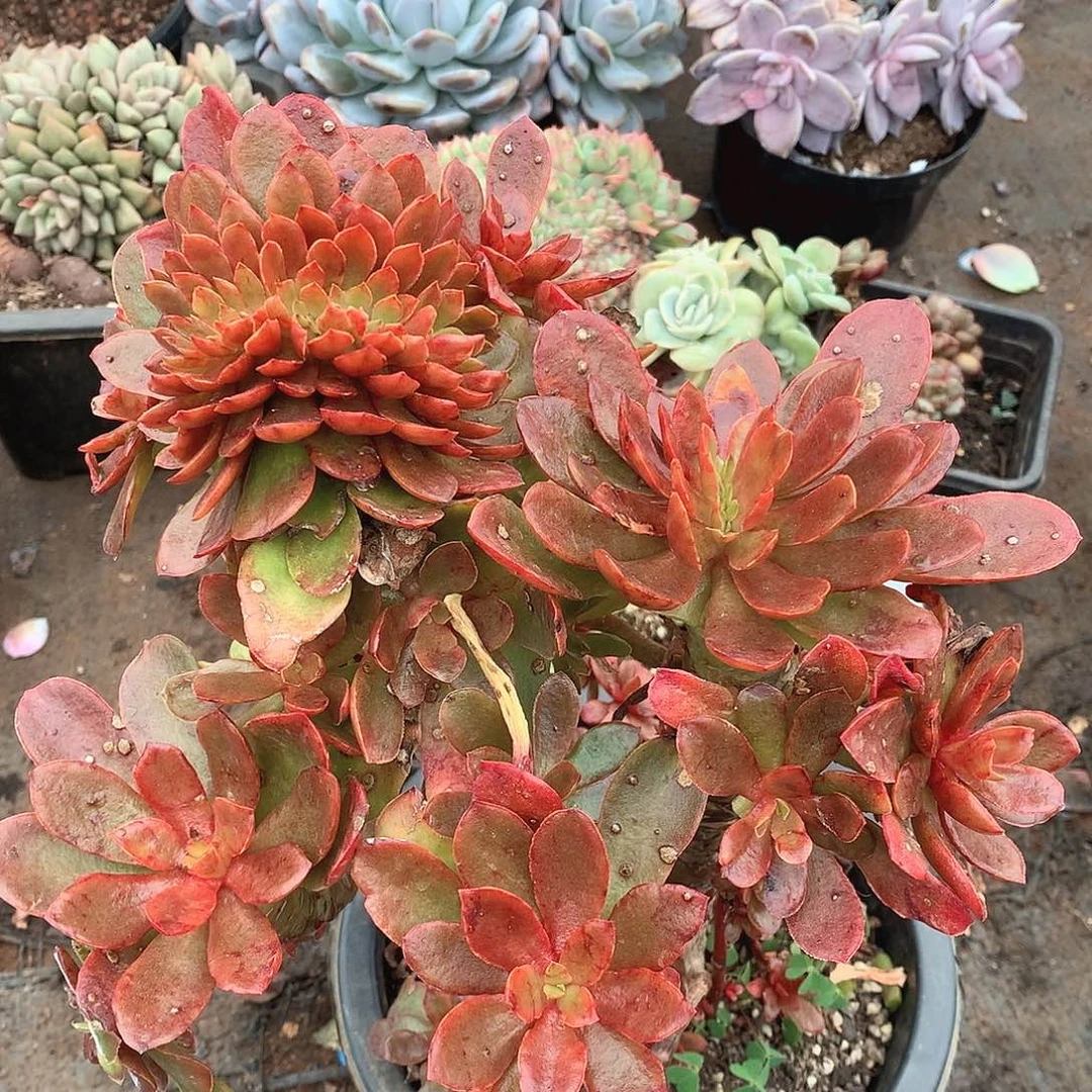 775糖果一物一拍多肉