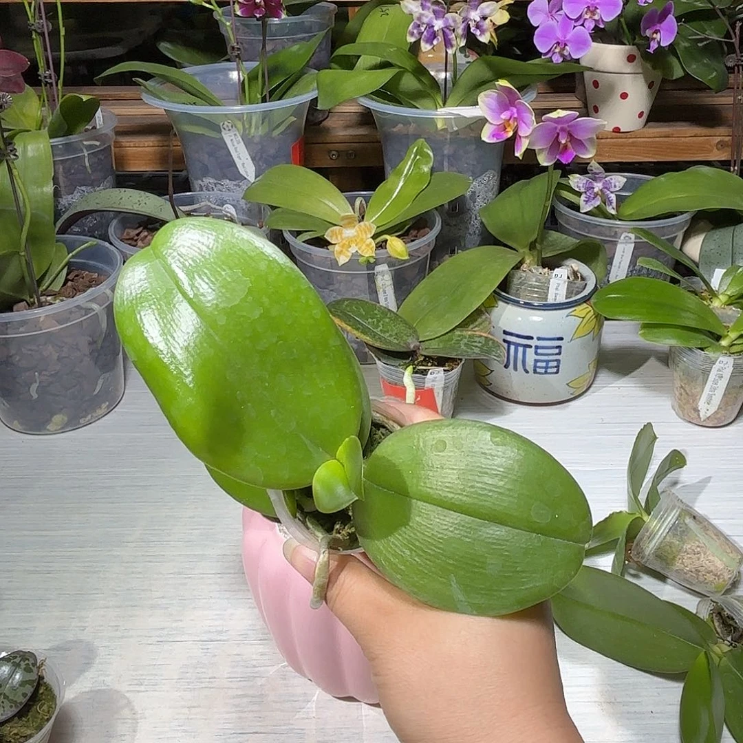 太***俊当前无花栽培后可以开花甜蜜回忆
