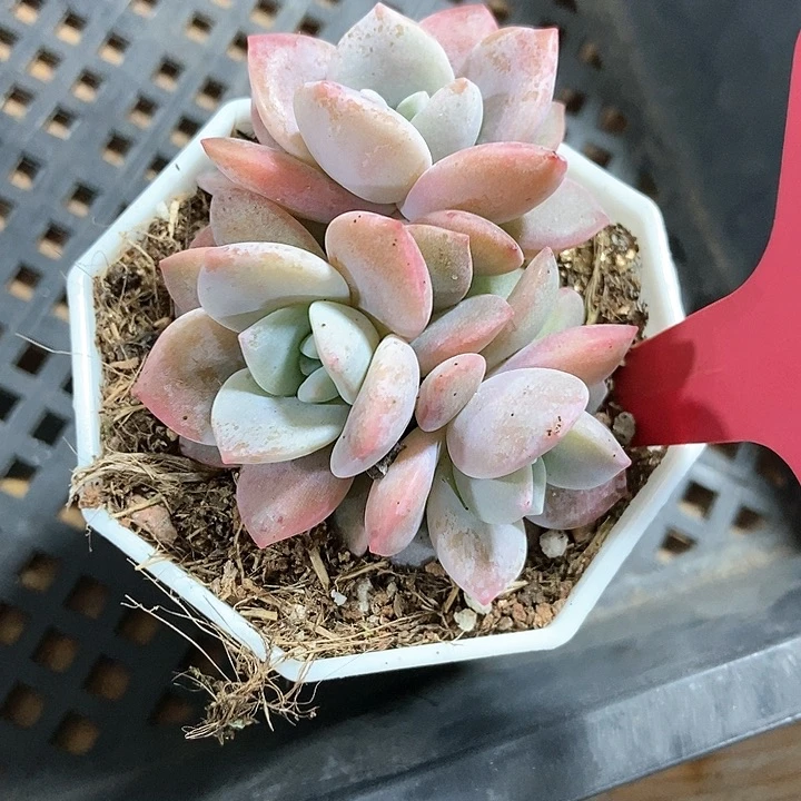 多肉植物红茶240