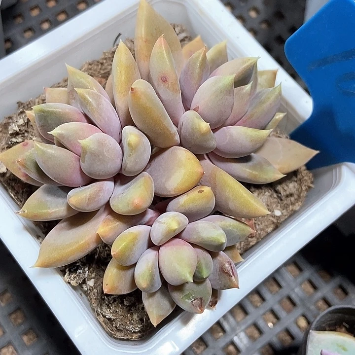 多肉植物红香啊呀1019