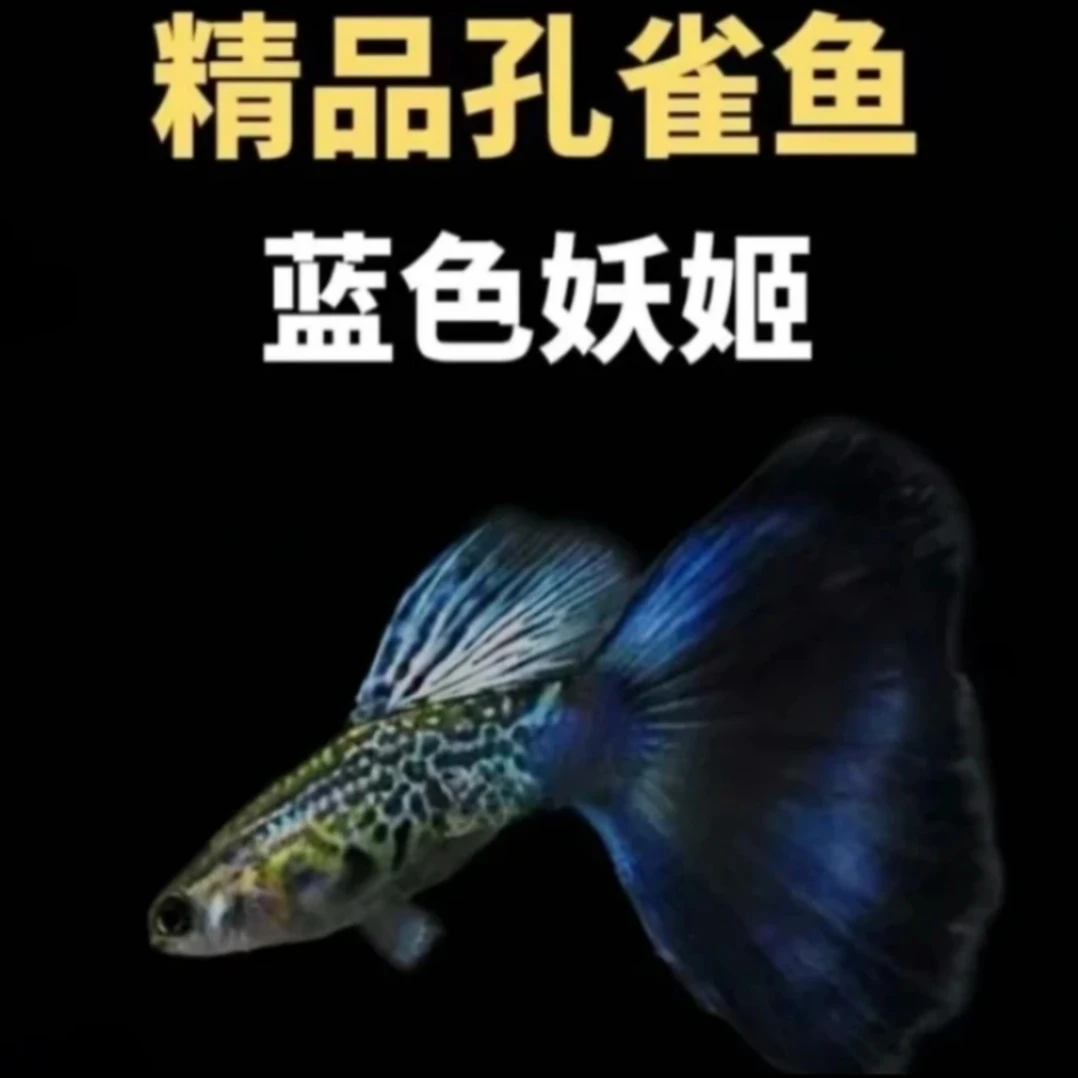 精品种鱼蓝色妖姬孔雀鱼包邮包路损（入缸后不包损）