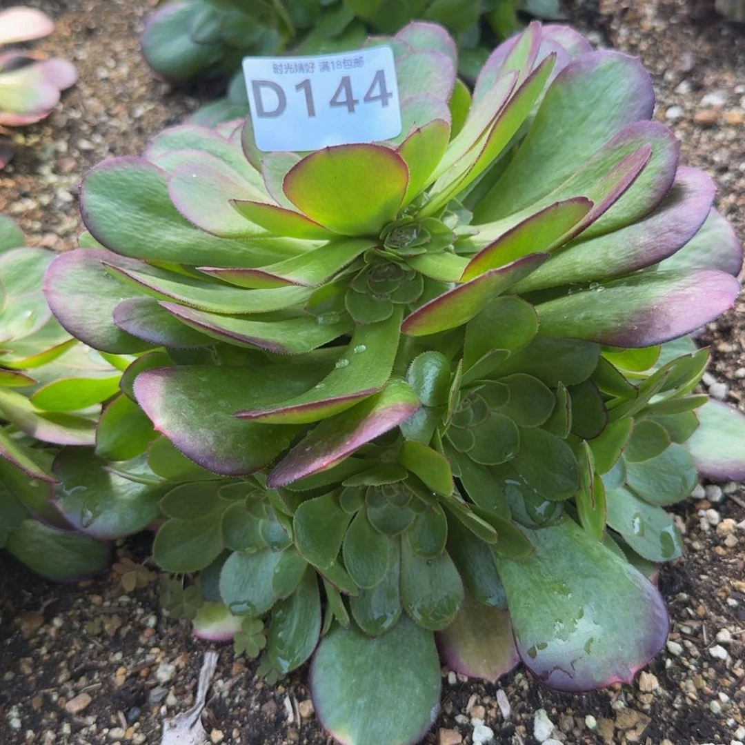 144雨荷。多肉植物