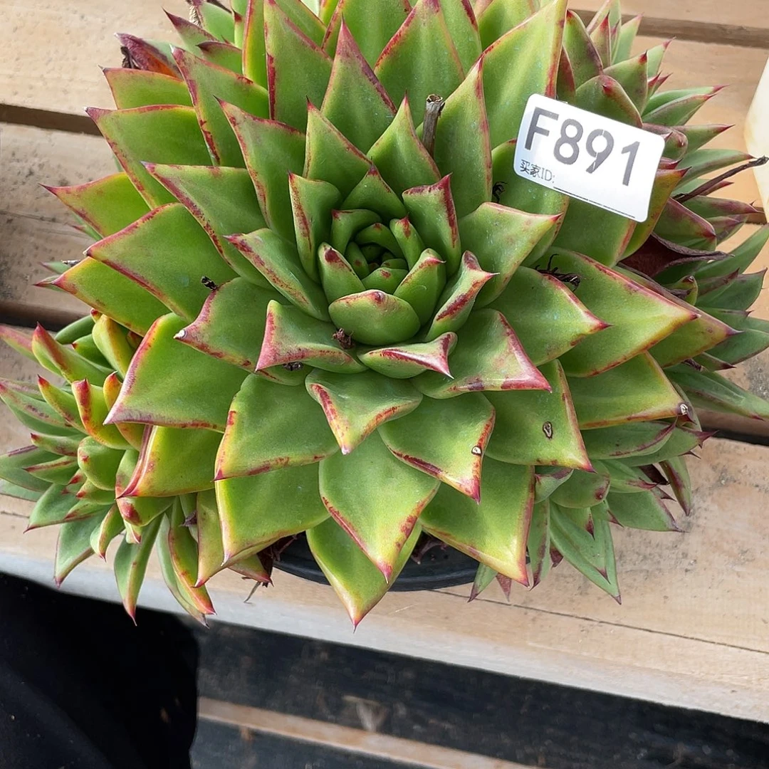 若如东云单拍F891