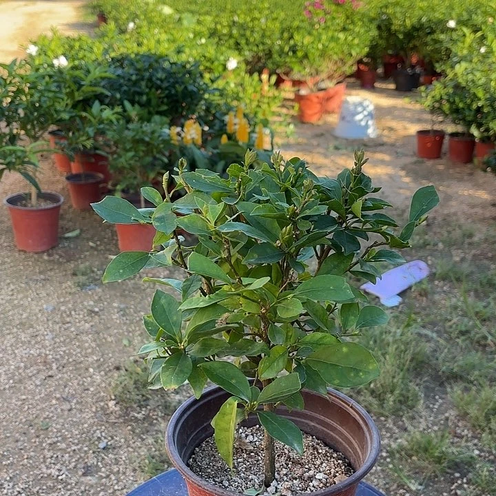 完全开放双色茉莉