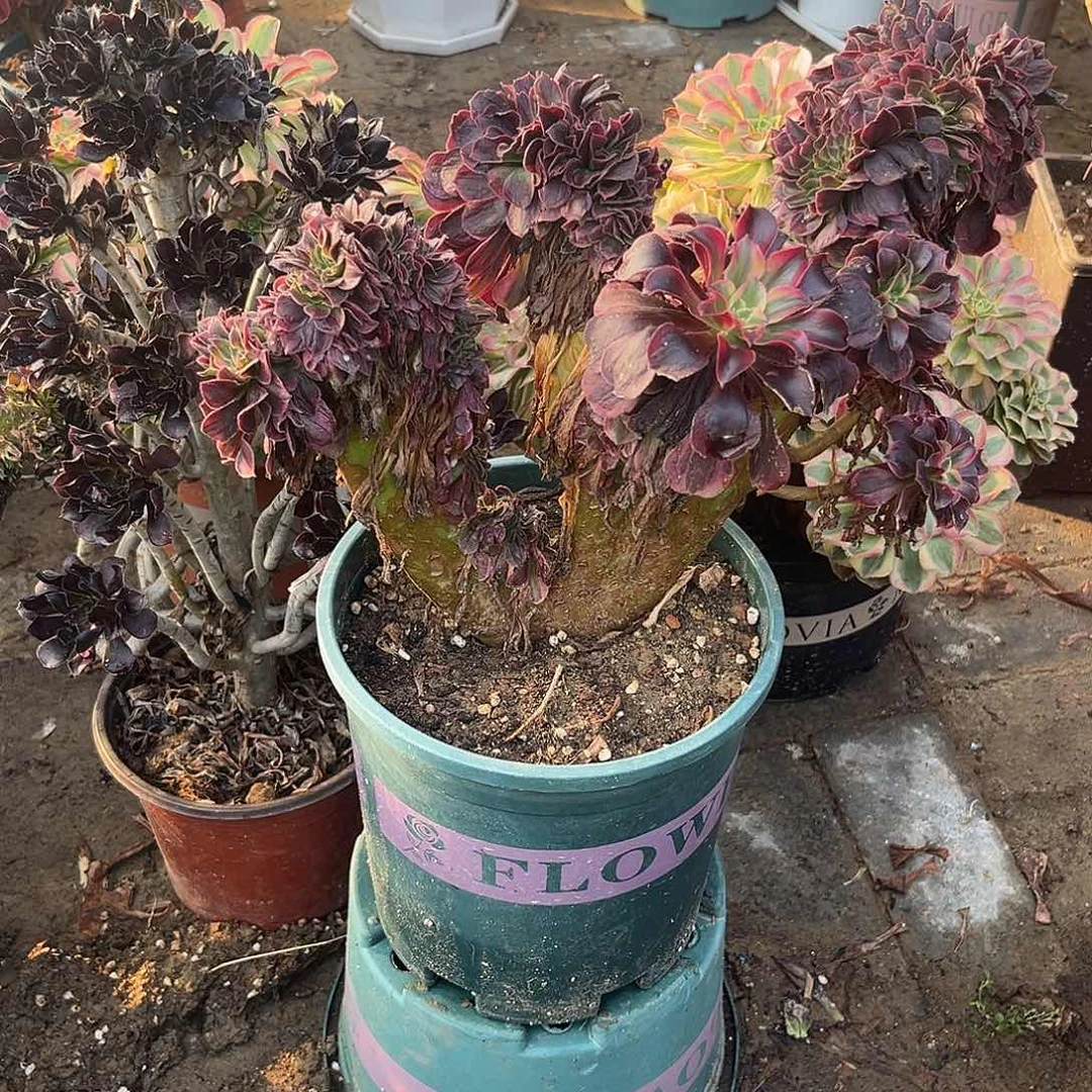 5美杜莎缀化法师多肉植物