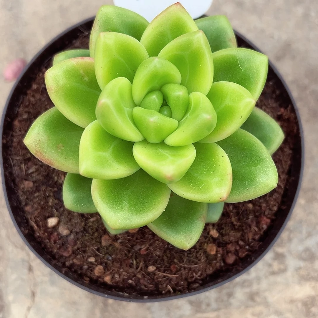 1118-60碧波仙子。