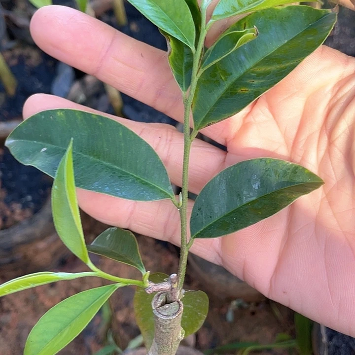 完全开放虎22222222