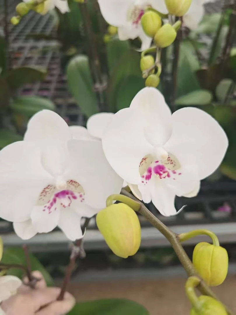 [时空]蝴蝶兰 中大花型 有花带花苞