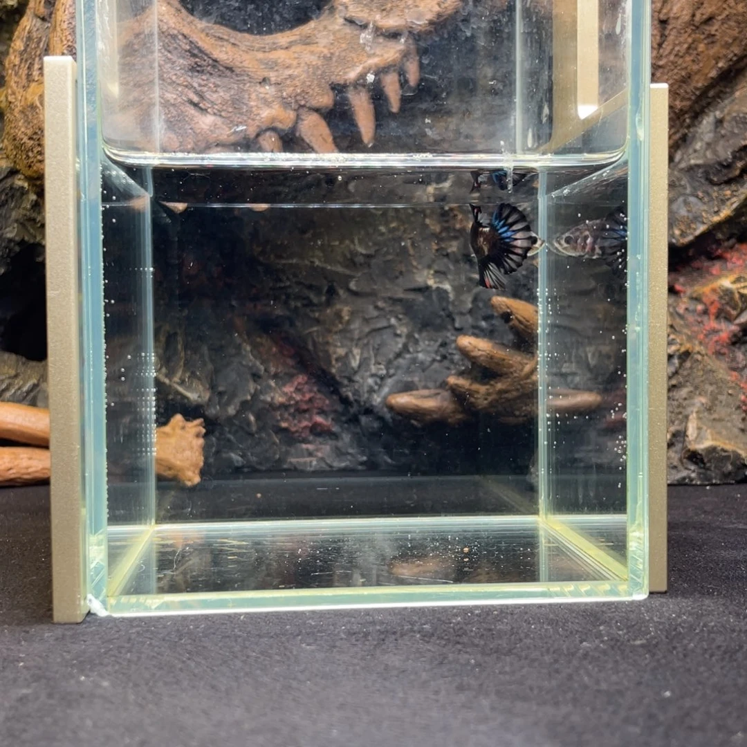 斗鱼十一月十八日竞价