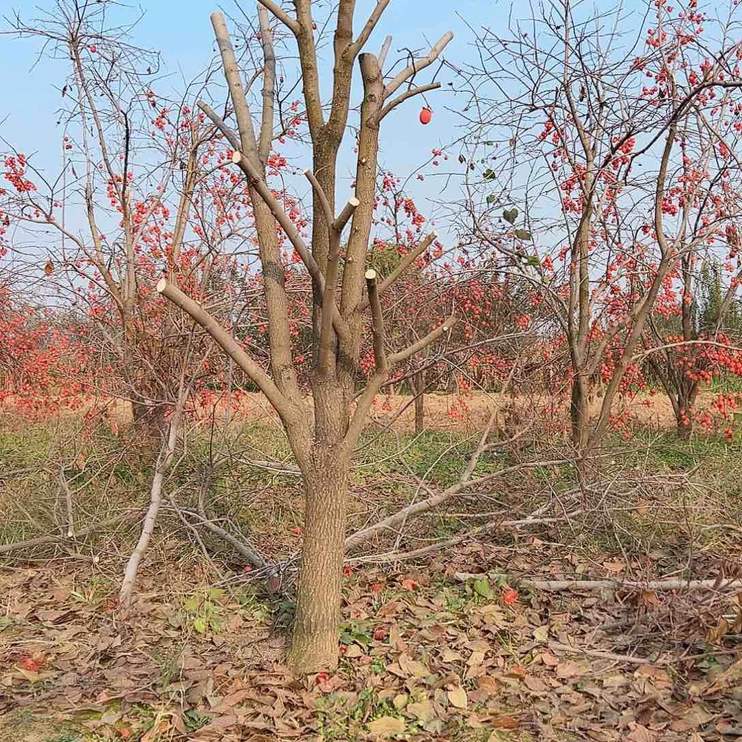 无花朵柿子树开花结果就是好