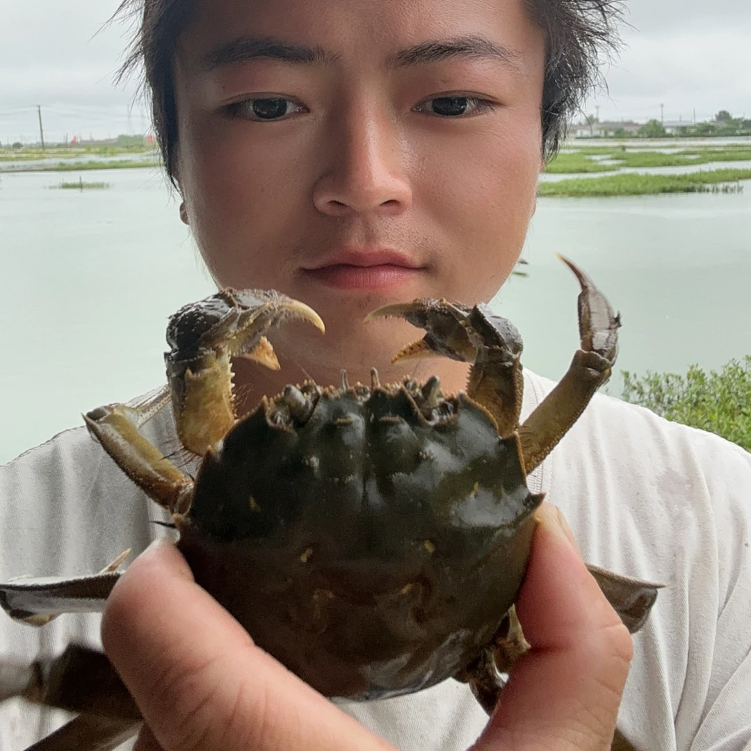 3两5的母蟹10只装