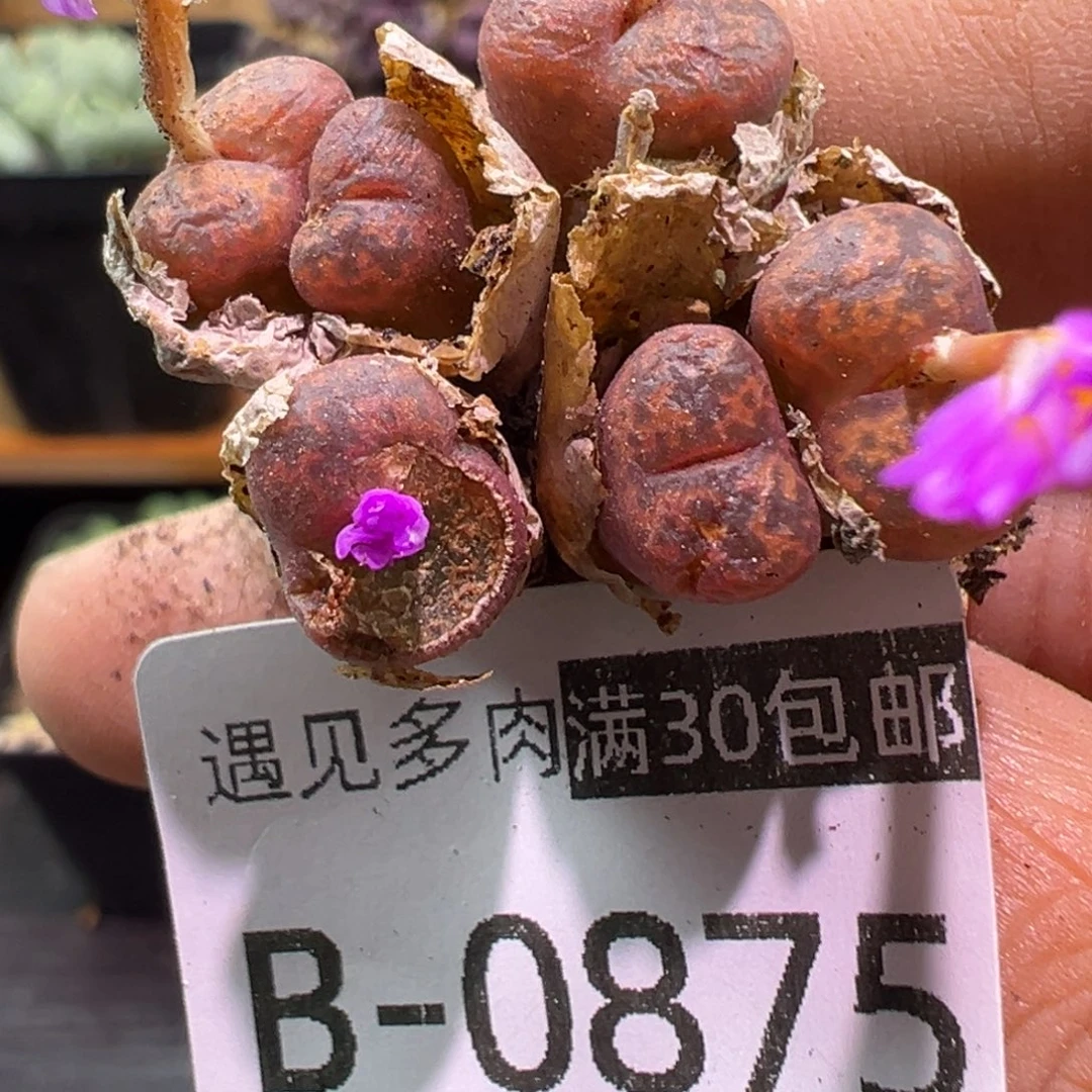 多肉植物111111111111