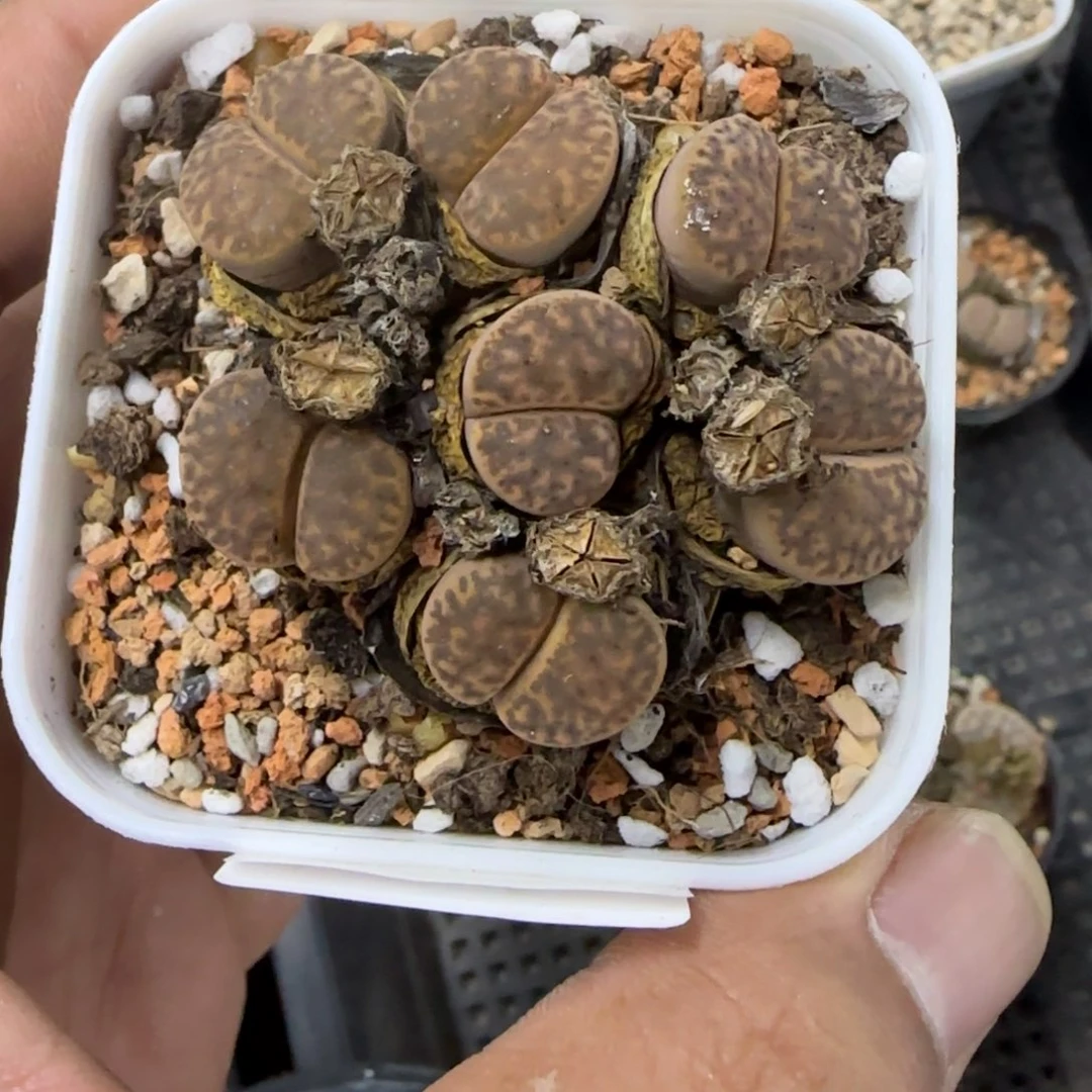 156 生石花大棚直播
