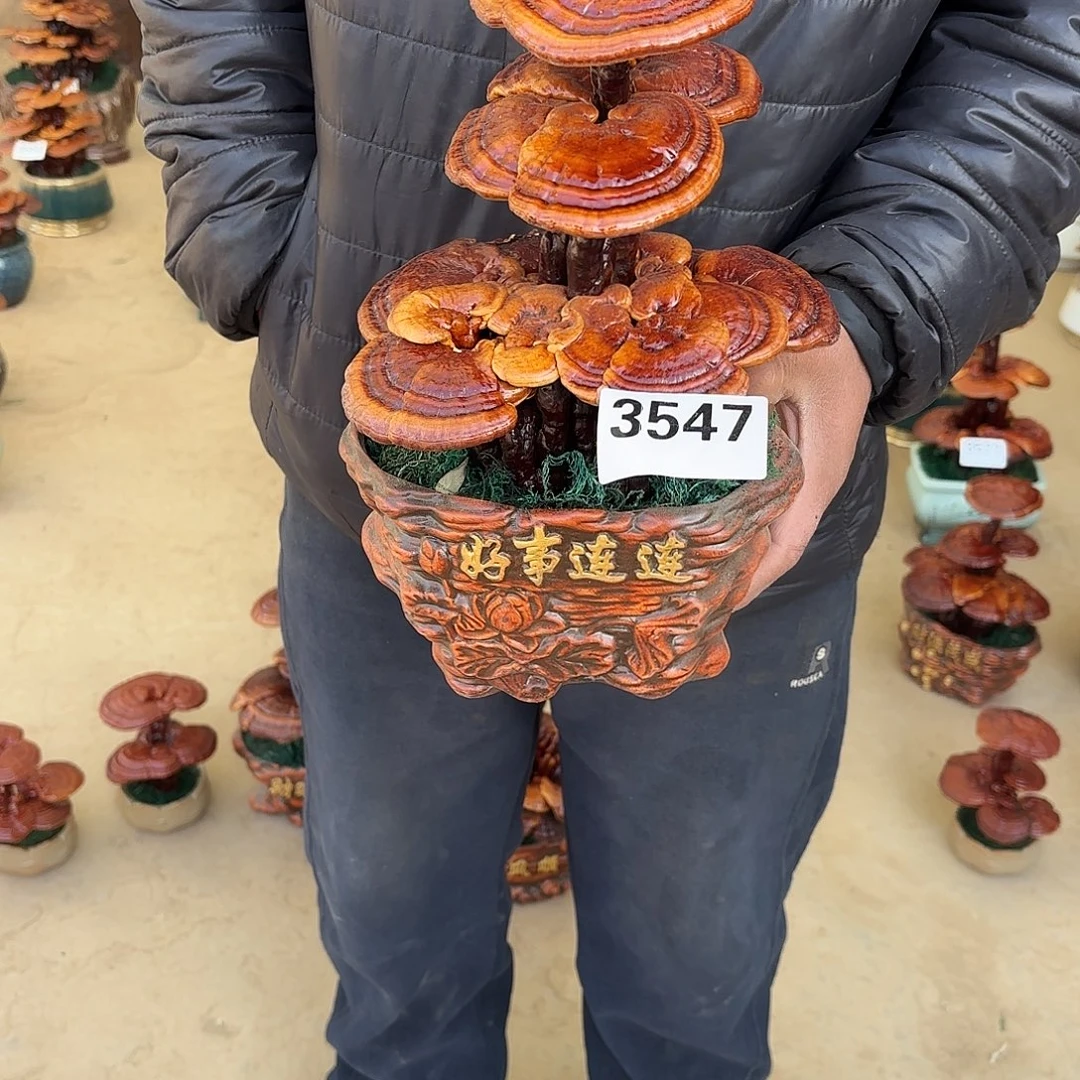 无花朵灵芝是我国著名植物