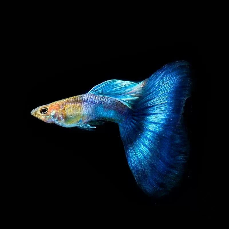 红斑珊瑚蓝种鱼水族孔雀鱼热带鱼观赏鱼高端淡水鱼小型鱼