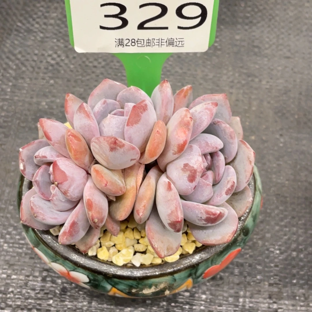 弥鹿之森一物一拍