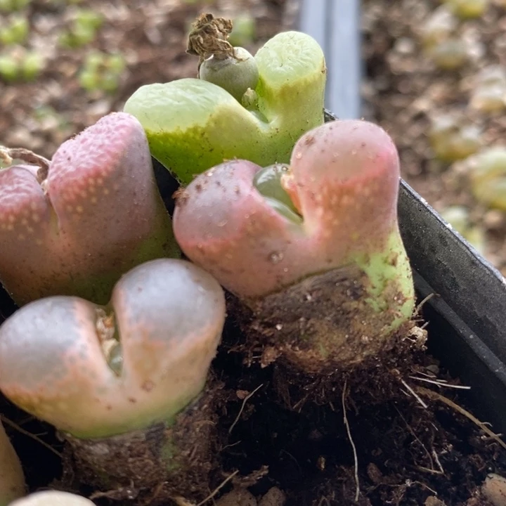 口**妹22101一组一组一组