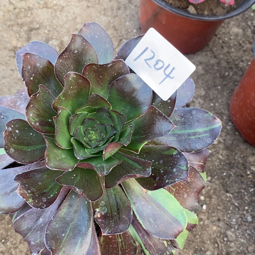 1204花斑鹿多肉植物